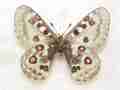 Parnassius unid (gynandromorpho) (Internet Image property of respective owner, non-commercial use only)